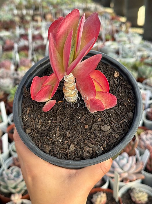 Kalanchoe tetraphylla (orelha de elefante)