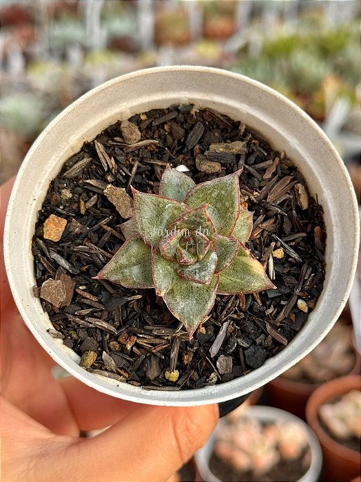 Echeveria monocerotis variegata