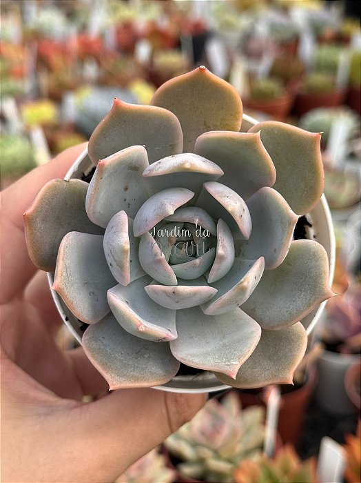 Echeveria elora (NOVIDADE)