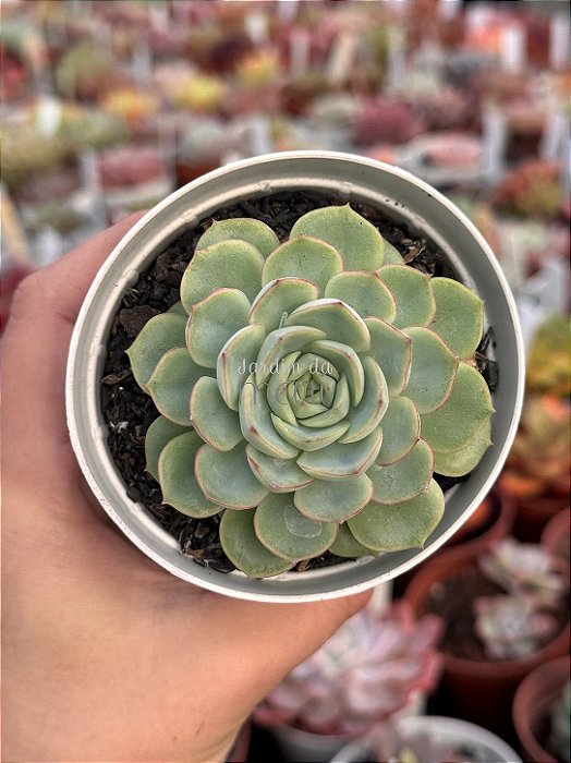 Echeveria crystal white