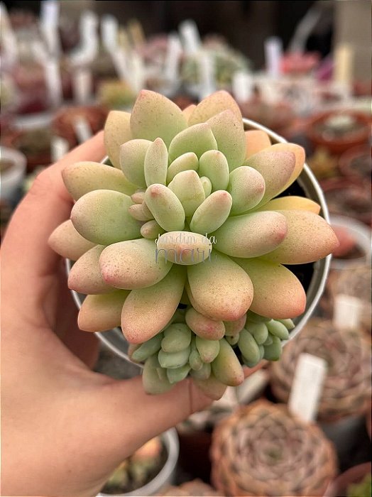 Sedum caviar (colônia)