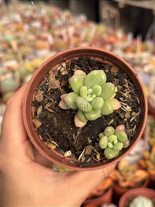 Sedum caviar