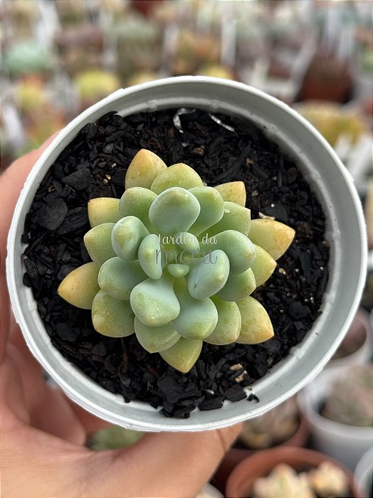 Sedum caviar (NOVIDADE)