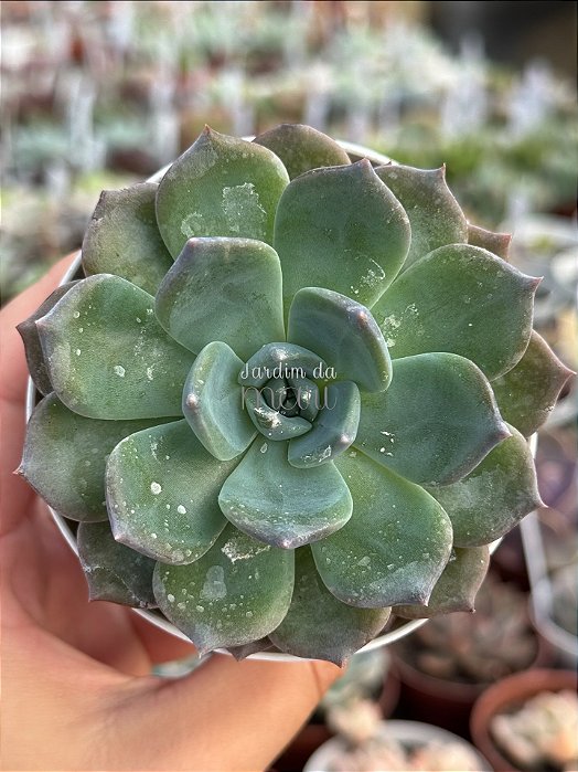 Echeveria belle