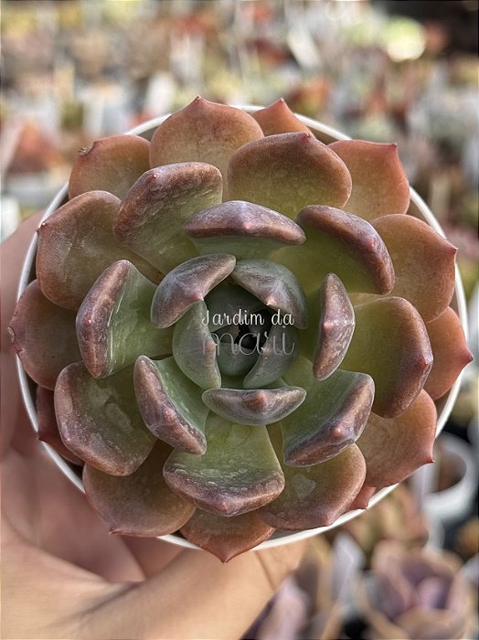 Echeveria belle