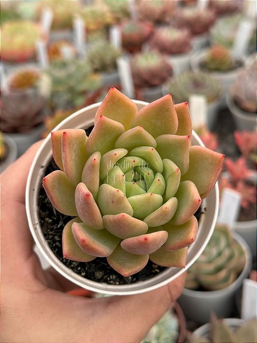 Echeveria agavoides julieta