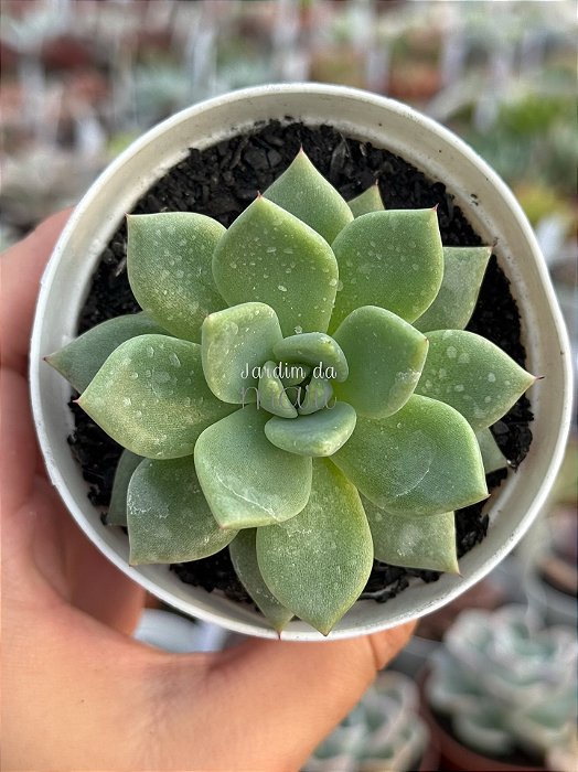 Echeveria agavoides julieta