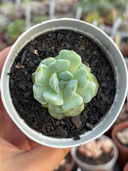 Echeveria apparition (NOVIDADE)