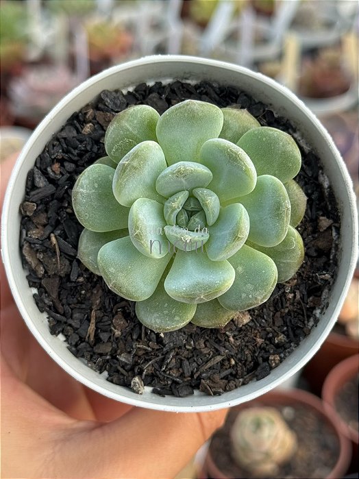 Echeveria pomegranate (NOVIDADE)