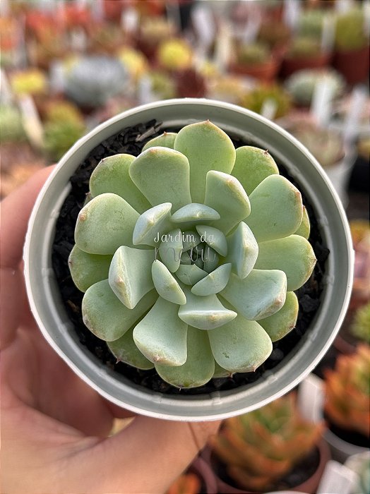 Echeveria pomegranate (NOVIDADE)