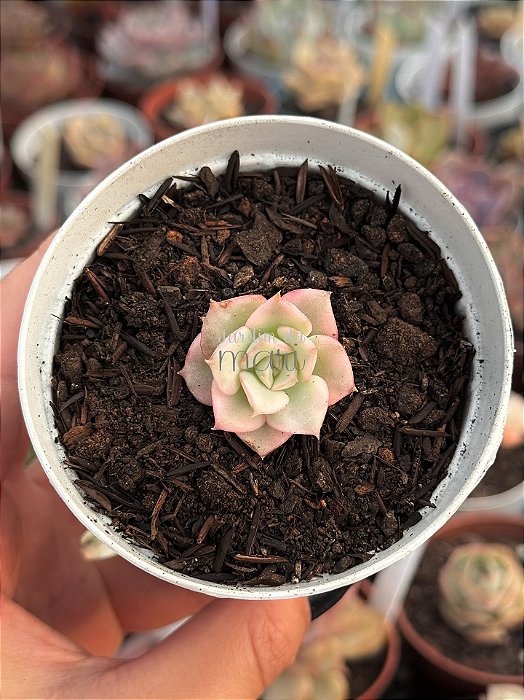 Echeveria nicksana variegata (sem raiz)