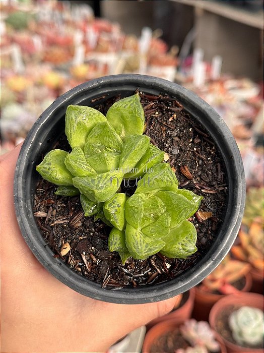 Haworthia cuspidata
