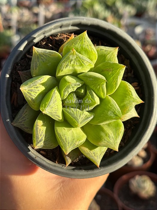 Haworthia cuspidata