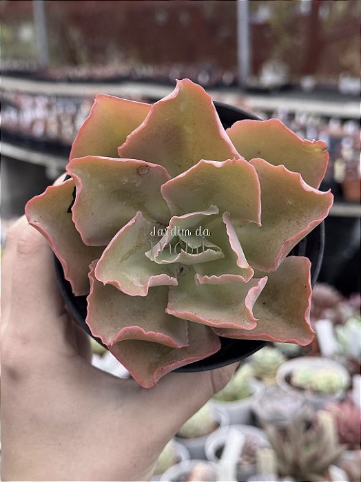 Echeveria curls