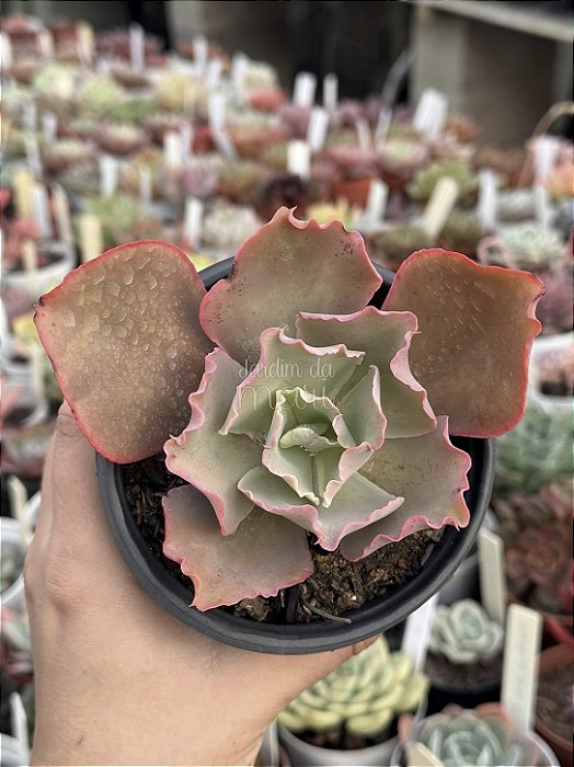 Echeveria curls
