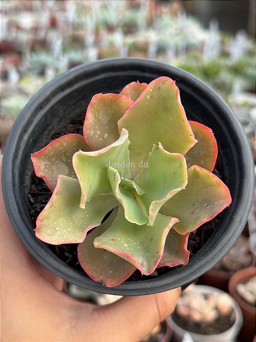 Echeveria curls