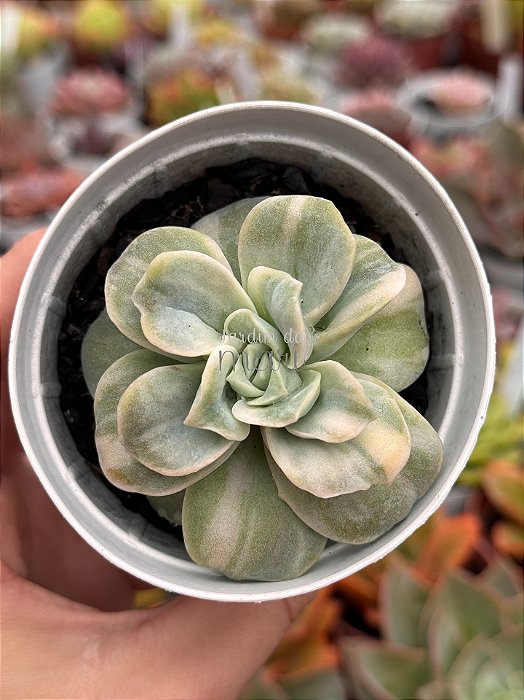 Echeveria lovely rose variegata