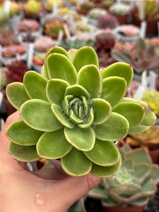 Echeveria ice rose variegata (NOVIDADE)
