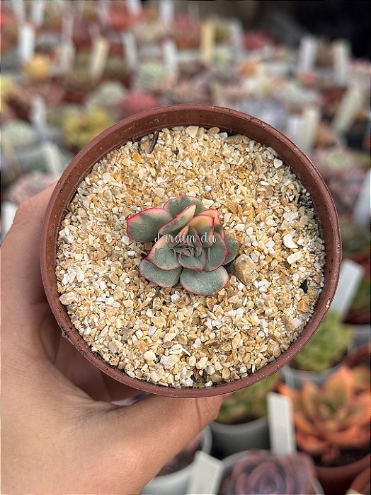 Echeveria moon goddess yellow variegata