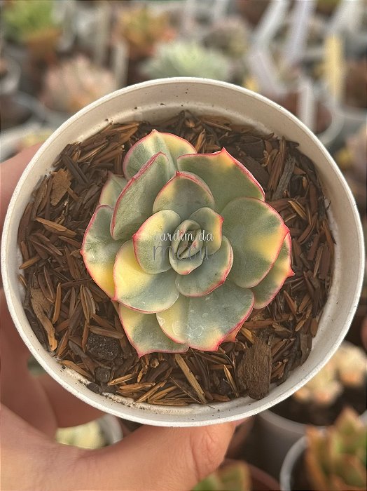 Echeveria moon goddess yellow variegata (NOVIDADE) pouca raiz