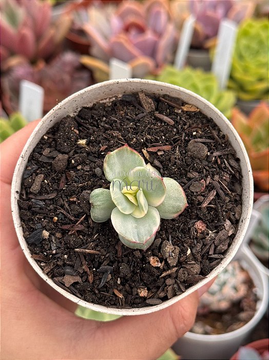 Echeveria moon goddess yellow variegata (sem raiz)