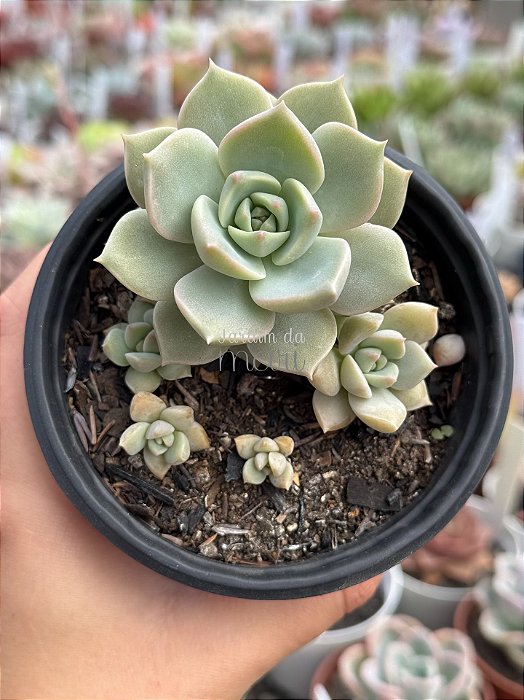 Graptoveria titubans (colônia)