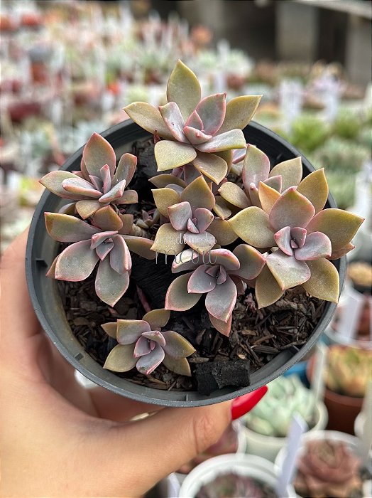 Graptoveria douglas huth (colônia)