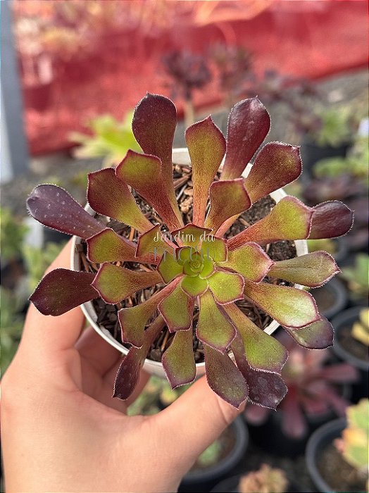 Aeonium arboreum ‘atropurpureum’