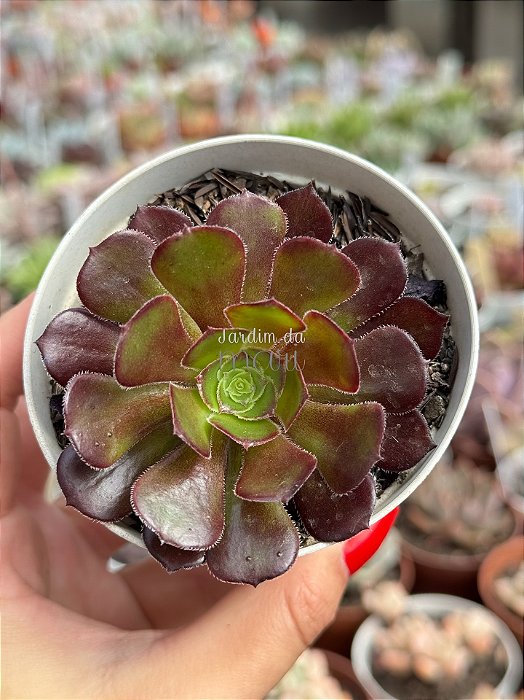 Aeonium arboreum ‘atropurpureum’ folhas finas