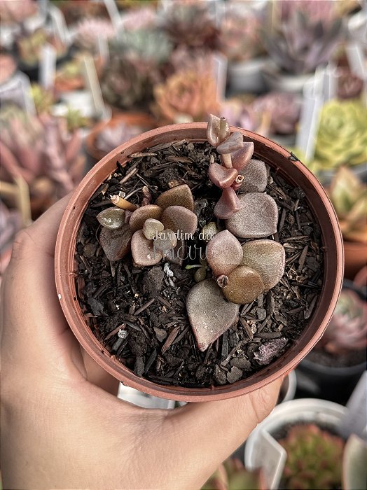 Lenophyllum obtusum