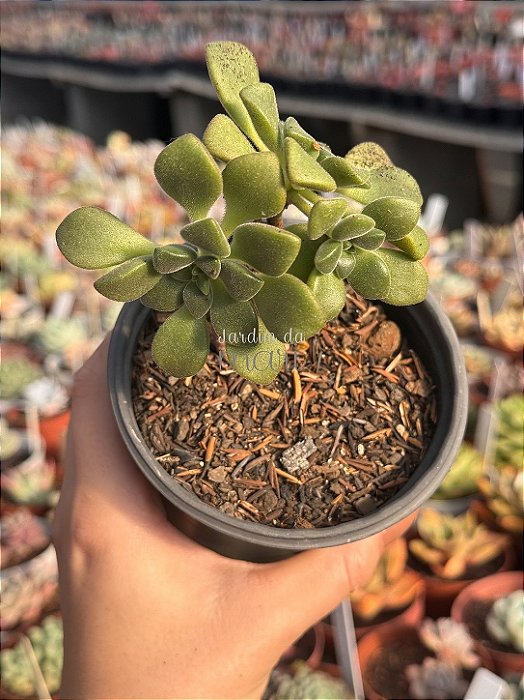 Aeonium lindleyi