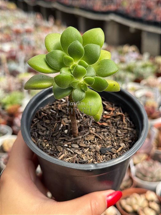 Aeonium lindleyi