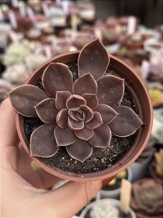 Echeveria rosularis