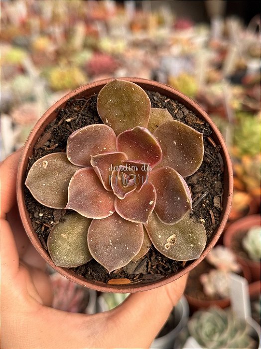 Echeveria rosularis