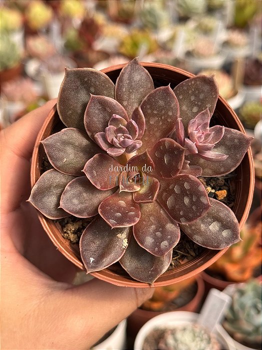 Echeveria rosularis