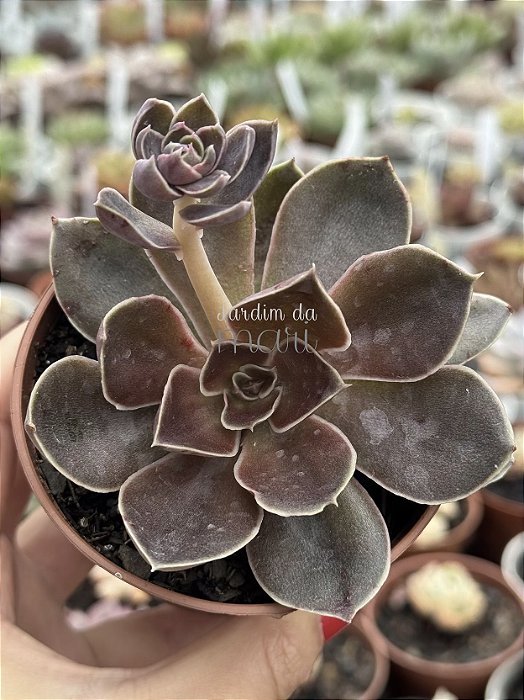 Echeveria rosularis