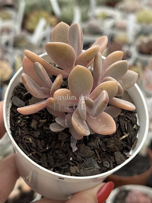 Pachyveria opal moon (colônia)