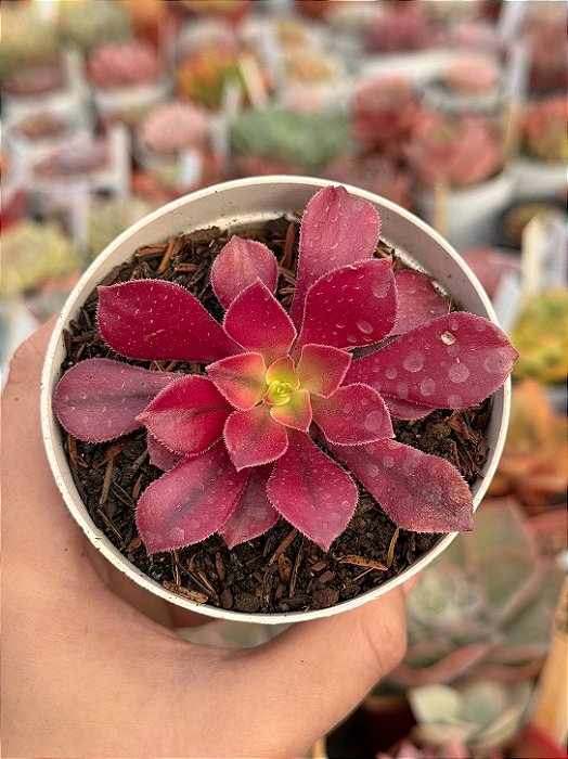 Aeonium medusa P (sem raiz)