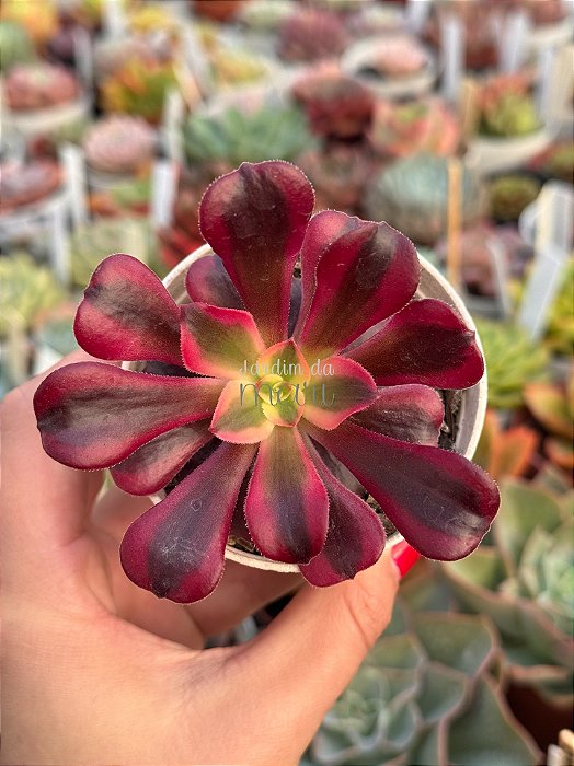Aeonium medusa (sem raiz)