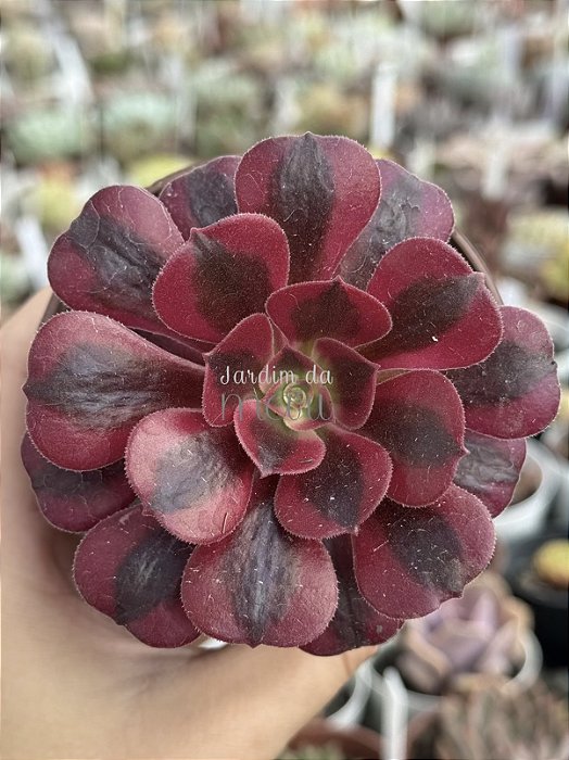 Aeonium medusa P