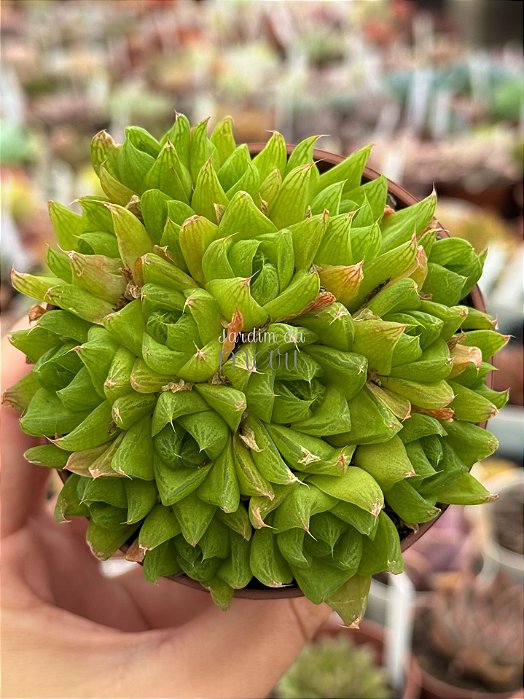 Haworthia cymbiformis