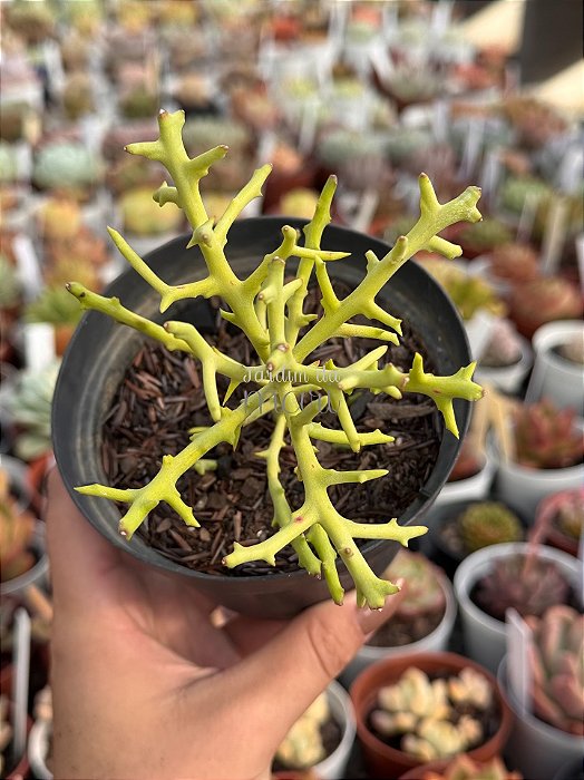 Euphorbia onclada