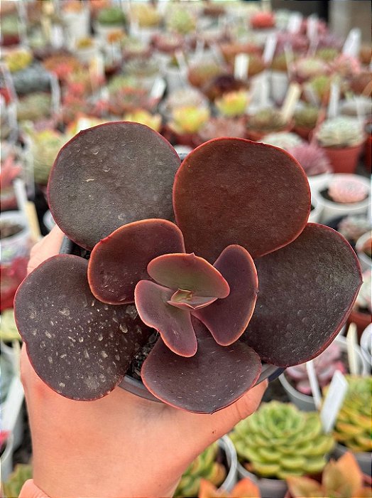 Echeveria mahogany ( sem raiz)