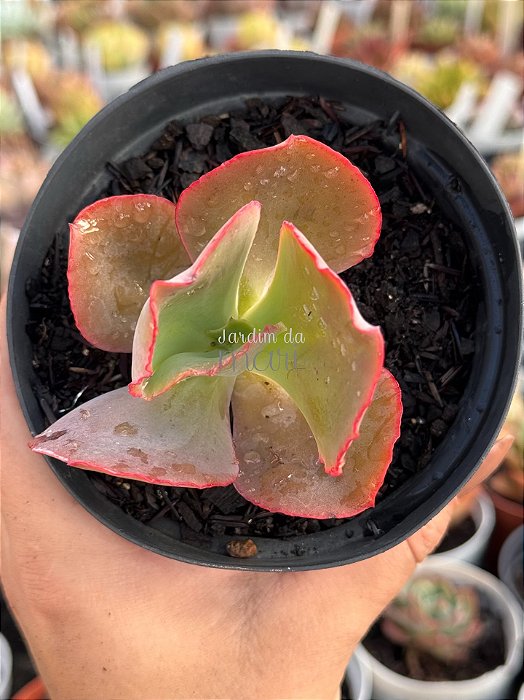 Echeveria maravilha