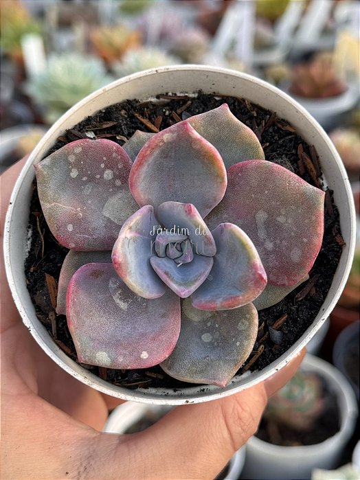 Graptoveria Mrs Richard’s