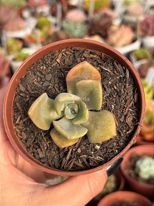 Graptoveria Mrs Richard’s (sem raiz)