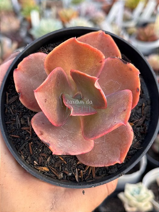 Echeveria híbrida M57 (sem raiz)