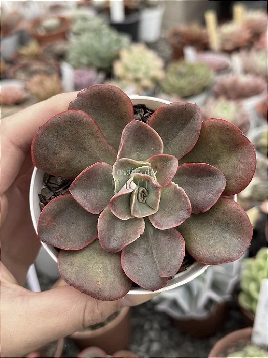 Echeveria kakurei