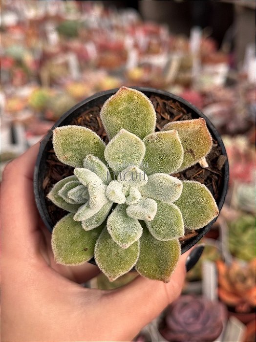 Echeveria pulvinata frost