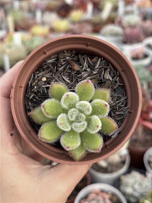 Echeveria doris taylor